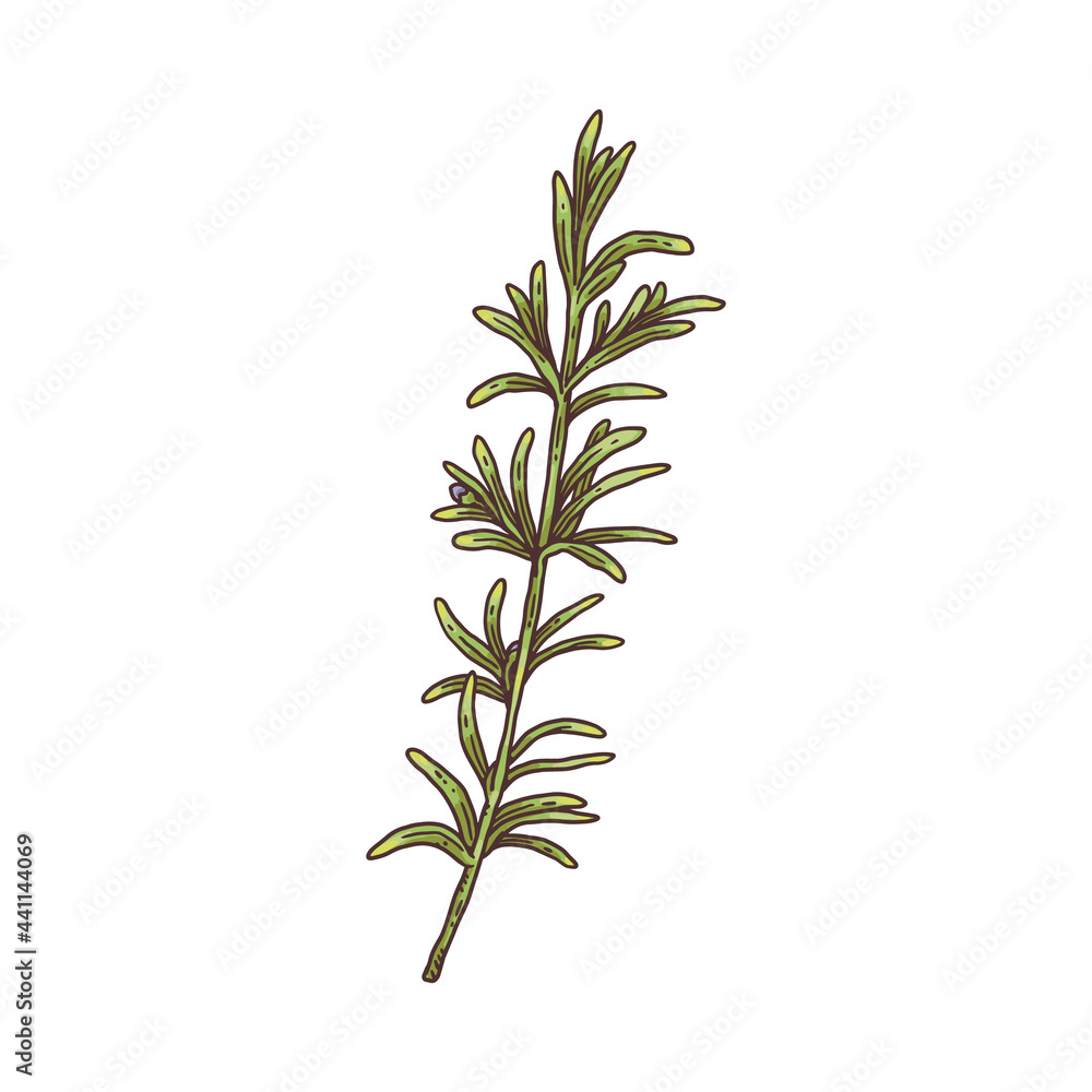 Fototapeta premium Fresh rosemary sprig with green leaves engraving vector illustration isolated.