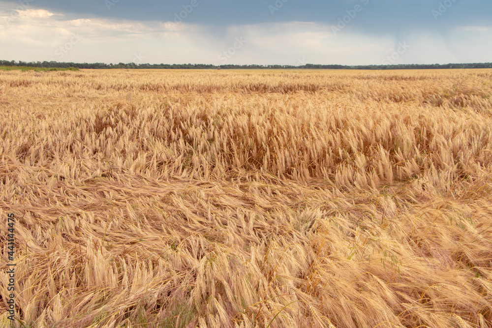 Wheat field with fallen ears after strong wind and rain