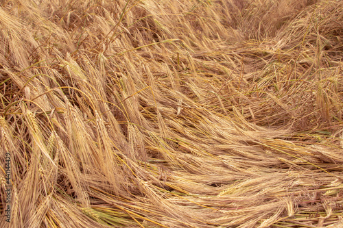 Wheat field with fallen ears after strong wind and rain