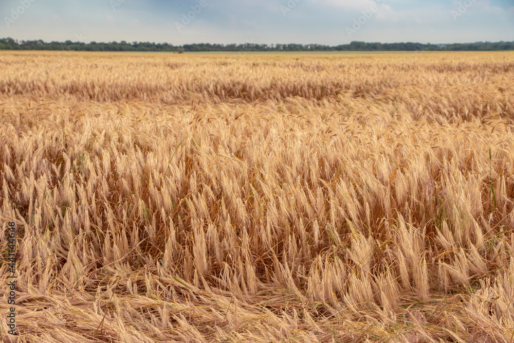 Wheat field with fallen ears after strong wind and rain