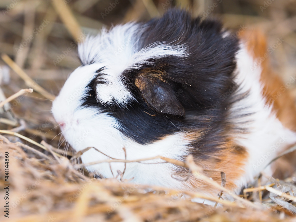 Cute Pet Guinea Pig Cute Pet Guinea Pig