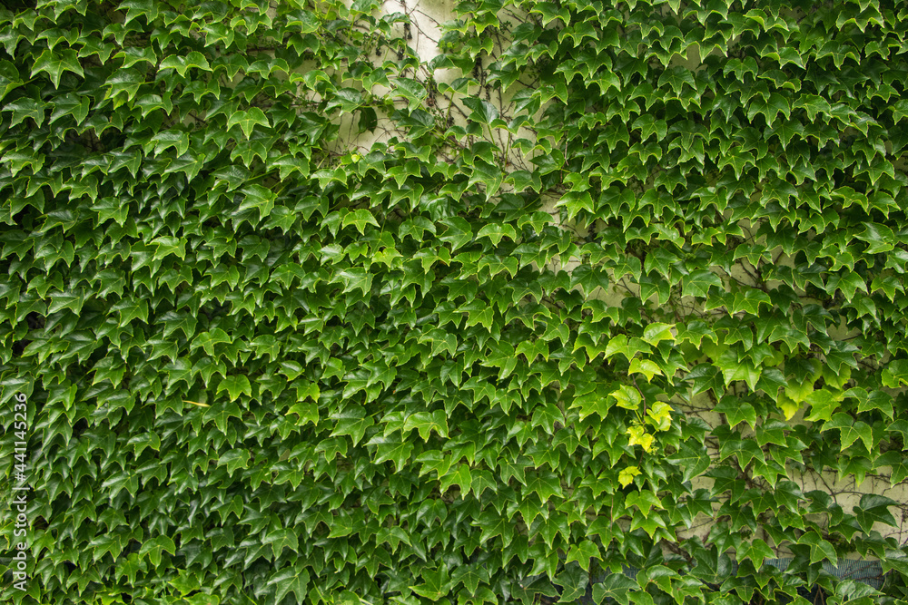 Green ivy wall. Texture or background. A lot of leaves. Green ivy wall. Texture or background. A lot of leaves.