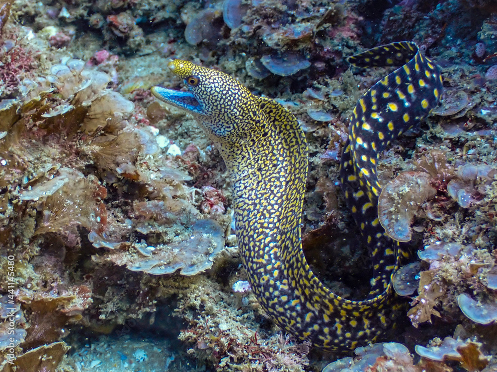 coral reef with fish coral reef with fish