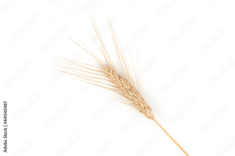 Golden wheat spikelet on a white background. Golden wheat spikelet on a white background.