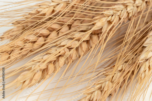 spikelets of wheat on a white background
