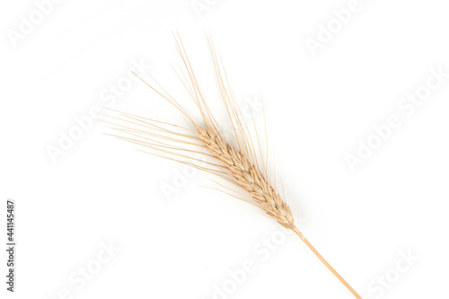 Golden wheat spikelet on a white background.
