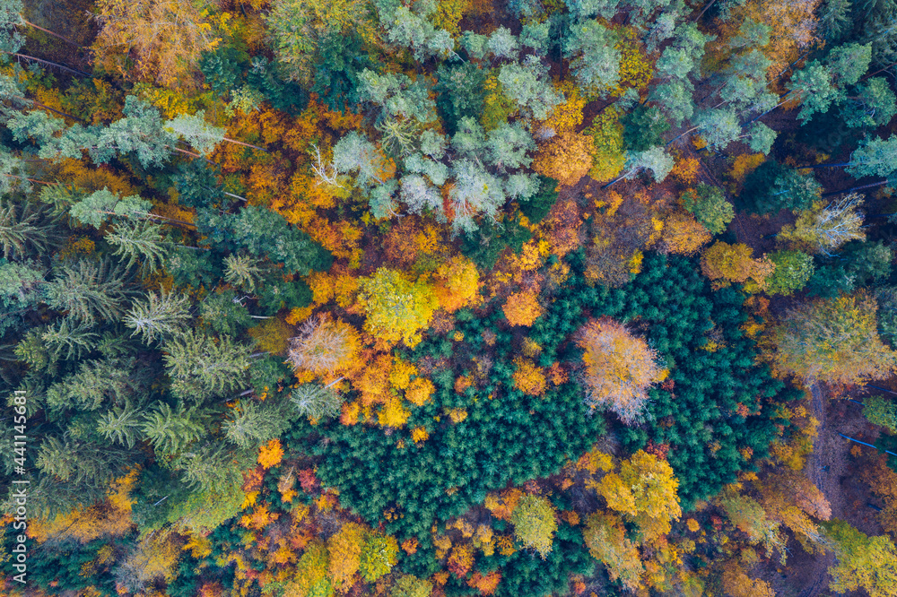 Aerial top down view of autumn forest with green and yellow trees. Mixed deciduous and coniferous forest. Autumn forest from above. Colorful forest aerial view. Scenic yellow trees in woodland.