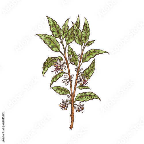 Fresh branch of cocoa plant with flowers engraving vector illustration isolated.