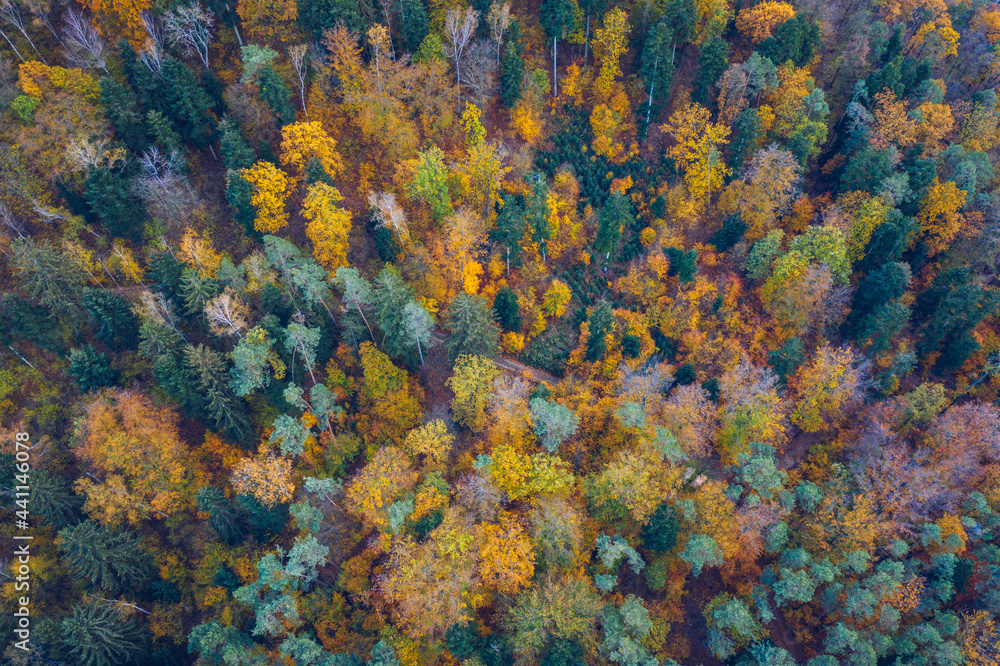 Aerial top down view of autumn forest with green and yellow trees. Mixed deciduous and coniferous forest. Autumn forest from above. Colorful forest aerial view. Scenic yellow trees in woodland.
