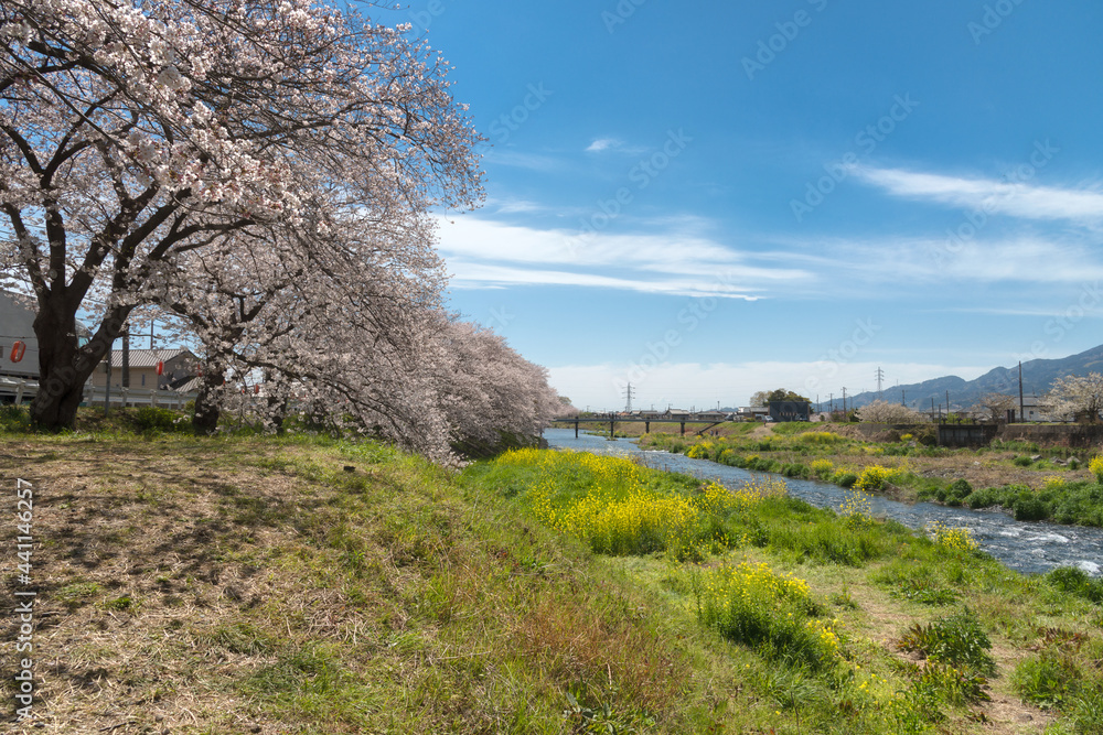 Cherry blossom trees at Ryuganbuchi, Fuji City, Shizuoka Prefecture. Cherry blossom trees at Ryuganbuchi, Fuji City, Shizuoka Prefecture.