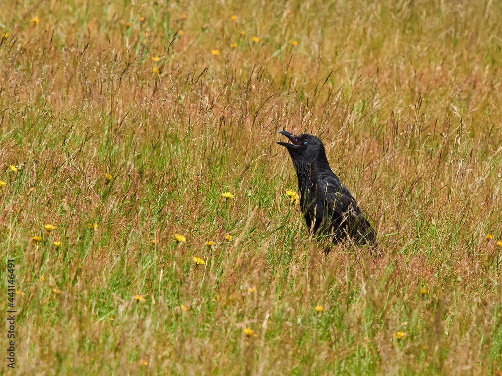 Fototapeta premium A crow in amongst ruddy long grass and wild flowers, basking in the sunshine with open beak and seeming to pant in the summer heat.