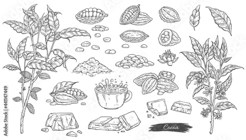 Cocoa plant and products made of cocoa in ink style vector illustration isolated.