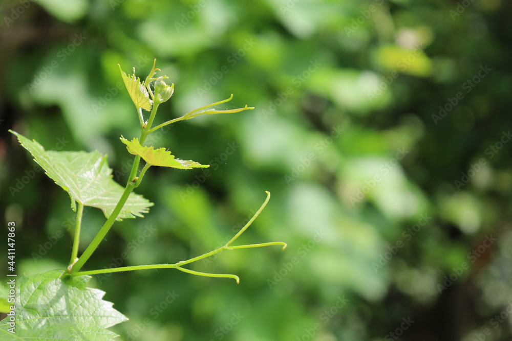 Bonn Germany June 2021 Leaves of the young growing vine on the vines against a green background in natural sunlight Bonn Germany June 2021 Leaves of the young growing vine on the vines against a green background in natural sunlight