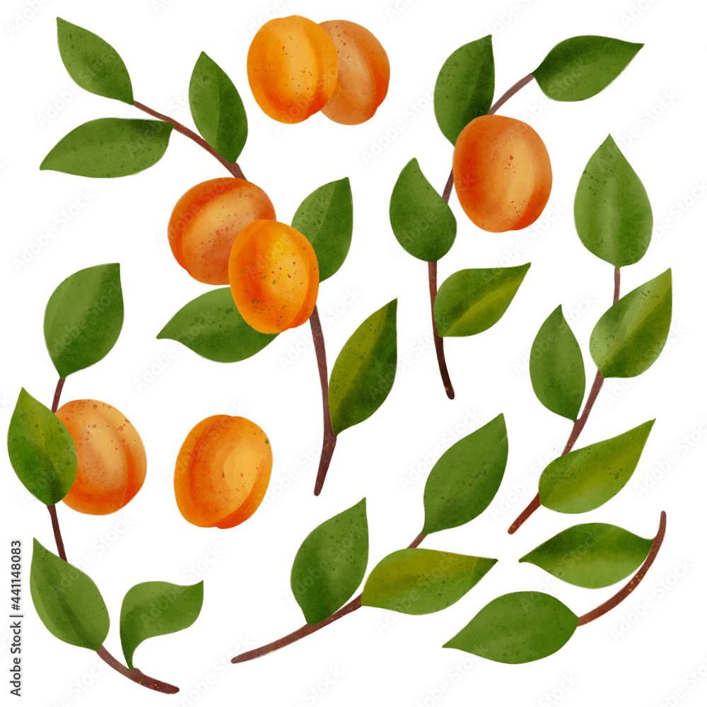 drawing branches of apricot tree with fruits and leaves, hand drawn illustration