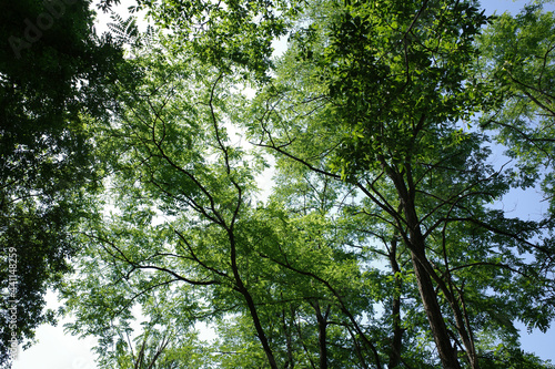 Trees in the forest