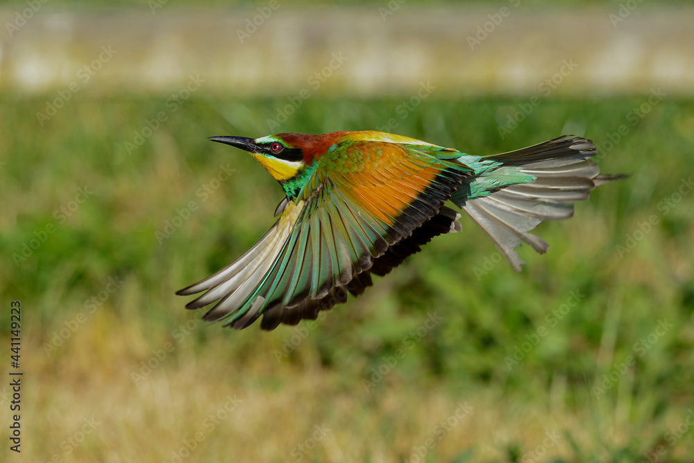 Volo radente Volo radente