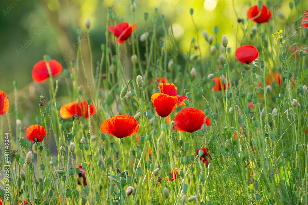Obraz premium Poppy flower field at sunset