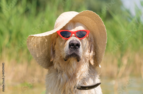 Dog in a straw sun hat and red glasses on the beach. Golden Retriever swims in the river. Local holiday concept with pets photo