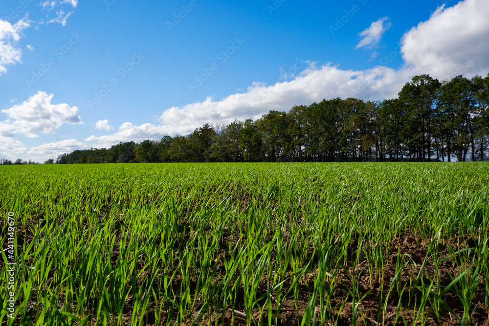 Spring landscape. Green wheat field in spring. Agriculture. Green grass, trees on the horizon blue sky. Sunny bright day.