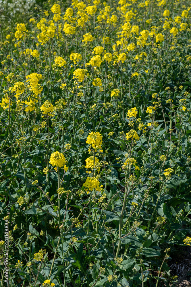 Botanical collection, Rapeseed Brassica napus bright-yellow flowering plant, cultivated for its oil-rich seed, source of vegetable oil and protein meal. Botanical collection, Rapeseed Brassica napus bright-yellow flowering plant, cultivated for its oil-rich seed, source of vegetable oil and protein meal.