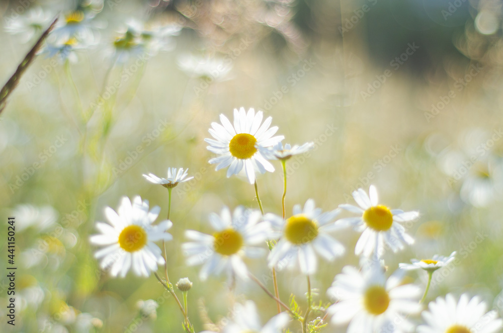 Fototapeta premium White field daisies in the sunlight