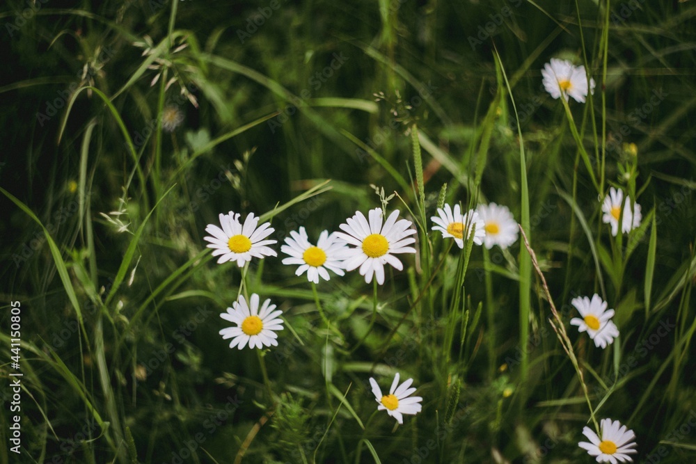 Chamomile on the field, concept of dreamy mood, vacation outside the city. Life style and slow life Chamomile on the field, concept of dreamy mood, vacation outside the city. Life style and slow life