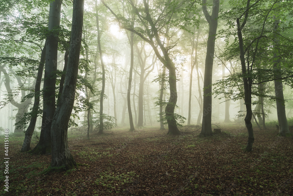 Fototapeta premium Foggy forest, at sunrise