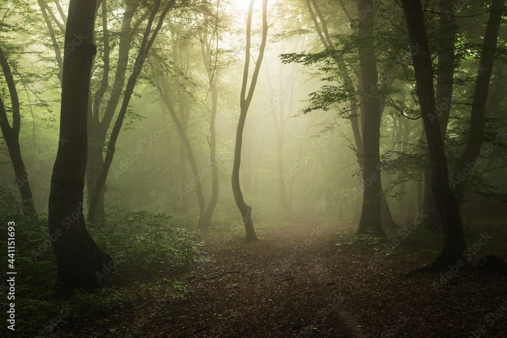 Fototapeta premium Foggy forest, at sunrise