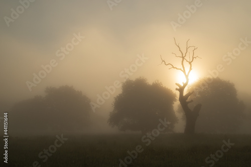 Summer landscape of Breite Oak Reserve  Romania. Secular oak forest near Sighisoara 