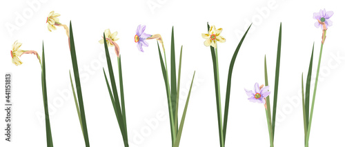 Set daffodils (narcissus) white paperwhite flowers, green leaves. Spring blossom, symbol of Christmas. Digital illustration in watercolor style for wedding anniversary, vintage, vector. Panoramic view