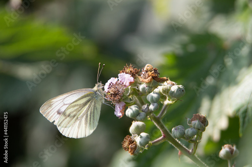 small white butterfly sipping necter from a thistle with a blured background photo
