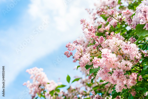 Lilac flowers with blue sky, natural spring background. Copy space