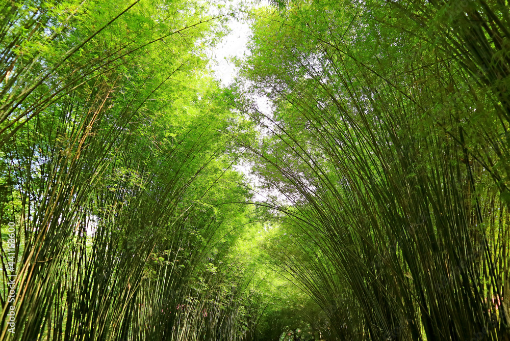 Amazing Natural Bamboo Tree Arch at the Entrance of Chulapornwanaram Temple in Nakornnayok Province, Thailand Amazing Natural Bamboo Tree Arch at the Entrance of Chulapornwanaram Temple in Nakornnayok Province, Thailand