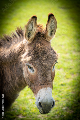 Head and shoulders photo of 2 year old donkey