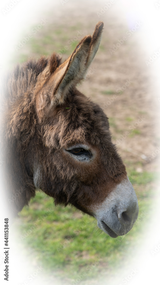 Head and shoulders photo of 2 year old donkey Head and shoulders photo of 2 year old donkey