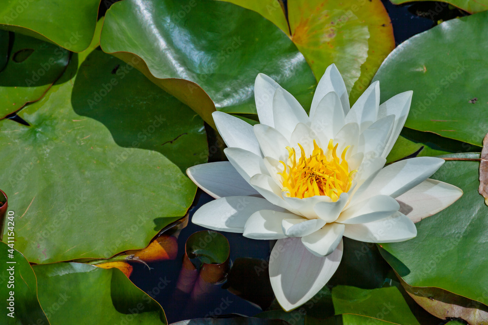 White Flower Blossom of Water Lily in Pond White Flower Blossom of Water Lily in Pond