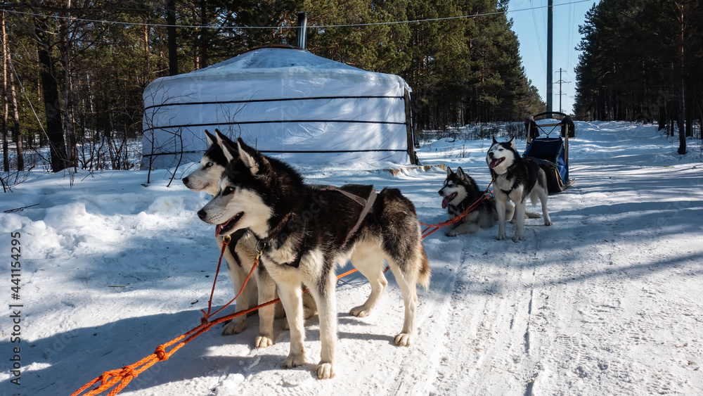 Naklejka premium A team of Siberian huskies stands on a snowy road in a coniferous forest. Black and white fluffy fur, blue eyes. The mouths are open. The red ropes are stretched. Behind the sleigh, yurt. Winter day.