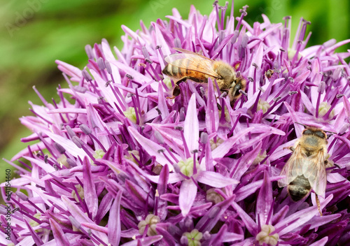 bees collect honey on ornamental garlic