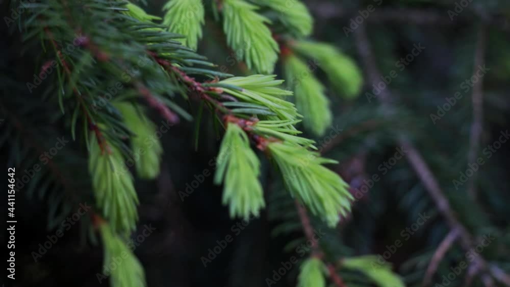 Close-up on a green young spruce branch