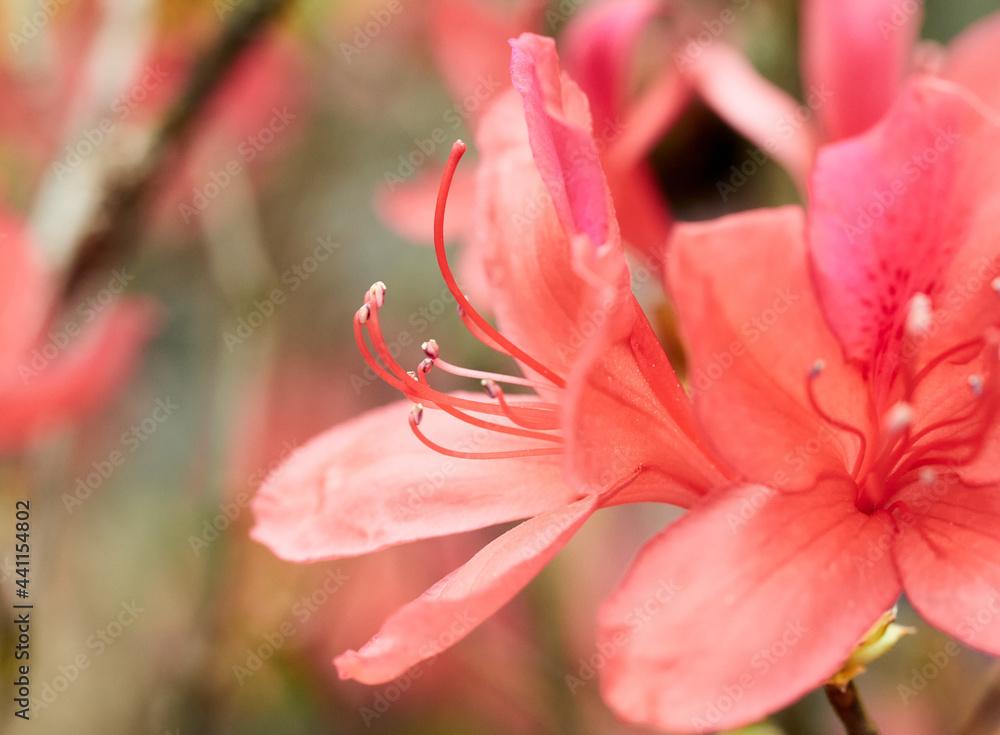Fototapeta premium azaleas in very bright colors