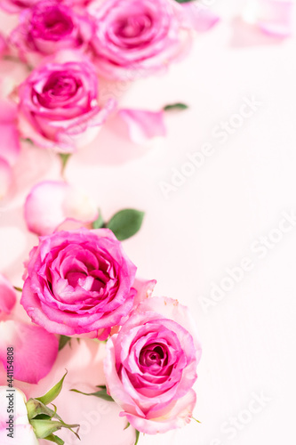 Pink roses