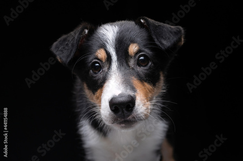 funny border collie puppy. The dog portrait © annaav