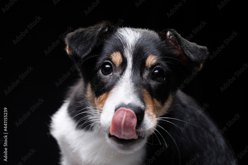 funny border collie puppy. The dog is licks its lips
