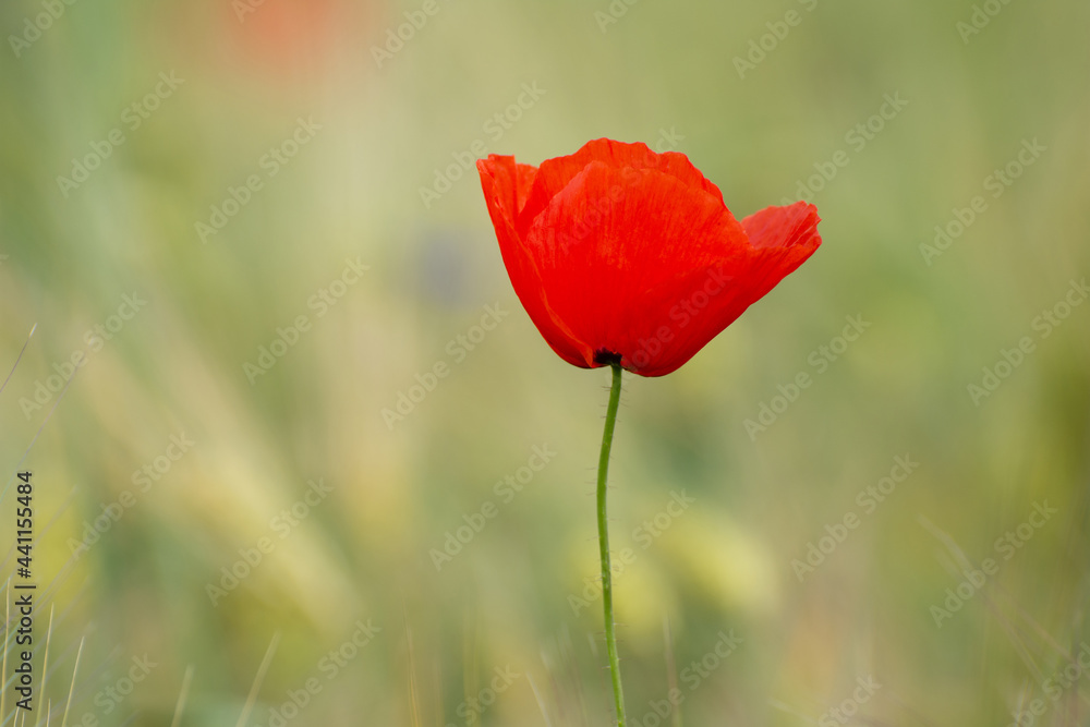 Obraz premium Poppy flower close-up against a green background