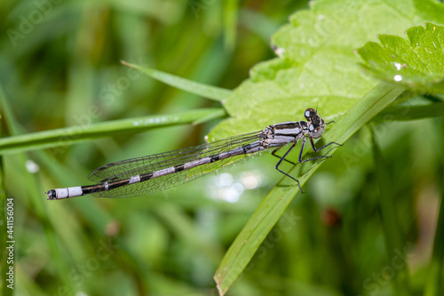 White-legged Damselfly resting on a blade of grass, photographed in the UK