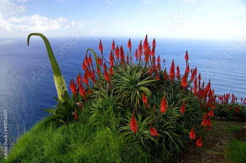 Red flowers of Candelabra Aloe in Madeira (Portugal)