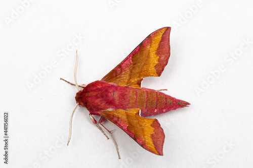 Small Elephant Hawkmoth (Deilephila porcellus) isolated against clean white