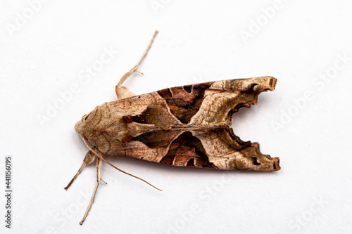 Angle shades moth isolated on clean white background
