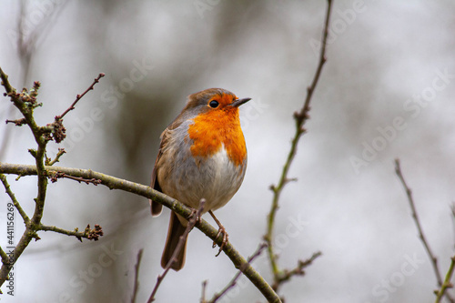 Eurasian Robin with a grey background, looking right