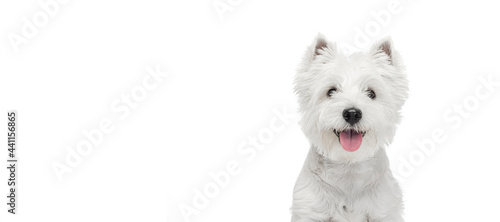 Cuadro en lienzo Portrait of cute white beautiful West Highland Terrier running isolated on white